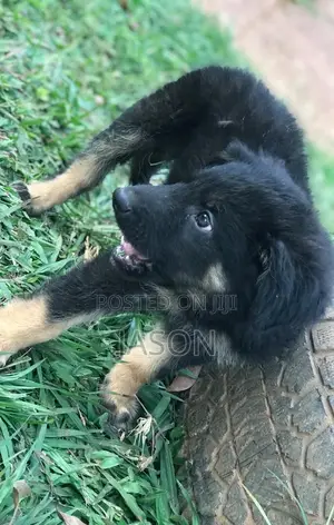1-3 months Male Purebred German Shepherd