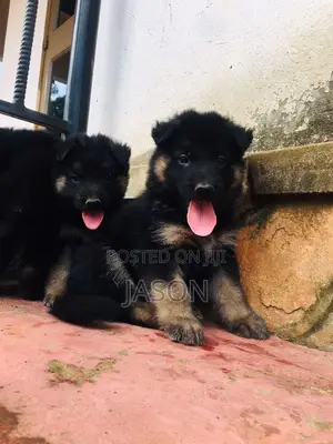 1-3 months Female Purebred German Shepherd