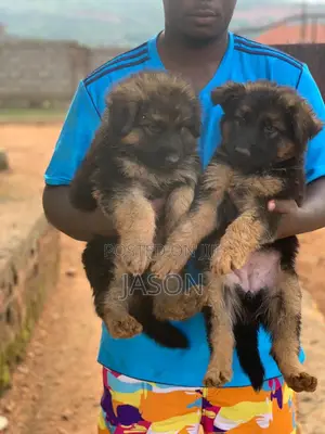 1-3 months Male Purebred German Shepherd