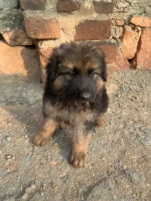 1-3 months Female Purebred German Shepherd