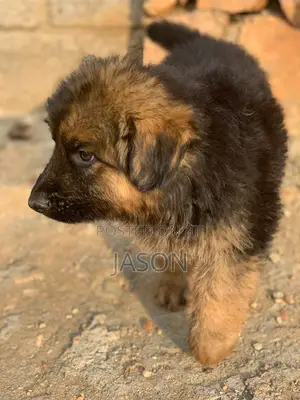 1-3 months Female Purebred German Shepherd
