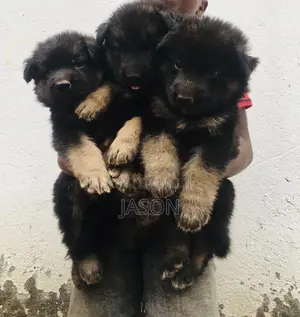 1-3 months Female Purebred German Shepherd