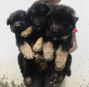 1-3 months Male Purebred German Shepherd