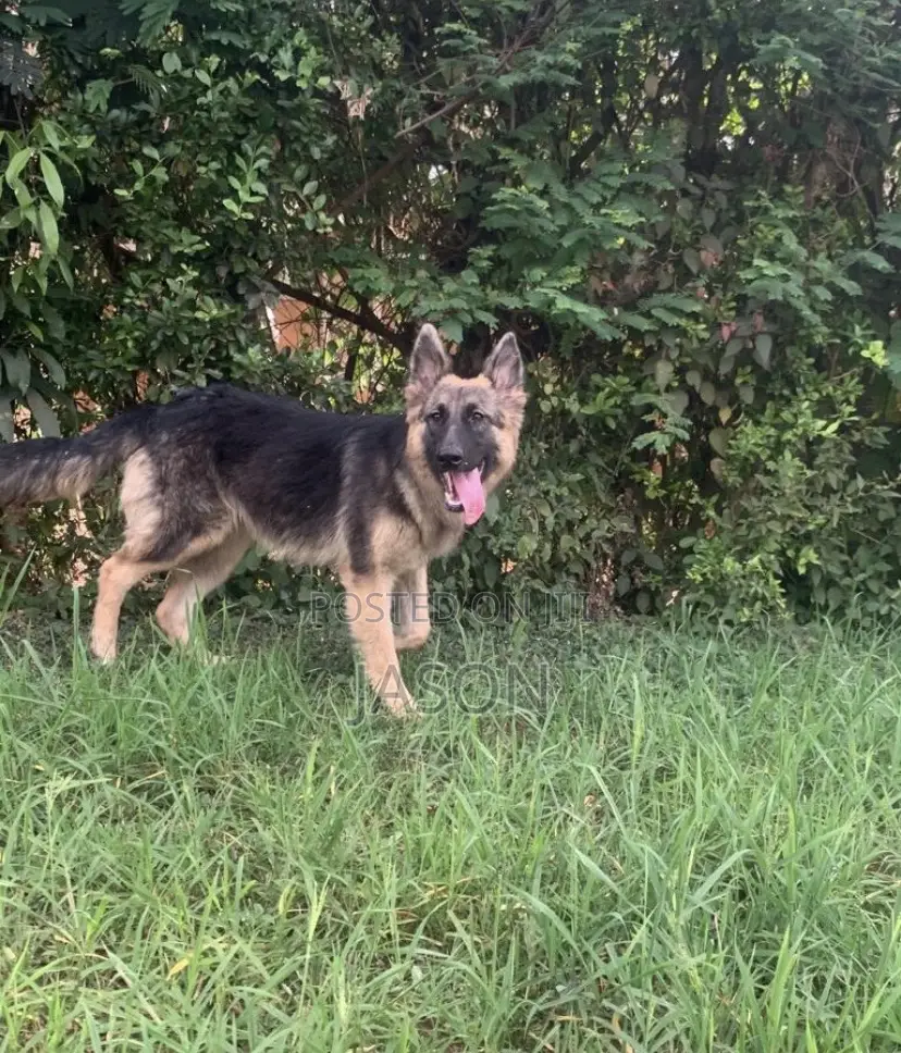 6-12 months Male Purebred German Shepherd