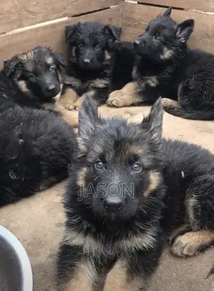 1-3 months Female Purebred German Shepherd