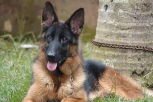 6-12 months Female Purebred German Shepherd