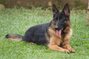 1+ year Male Purebred German Shepherd