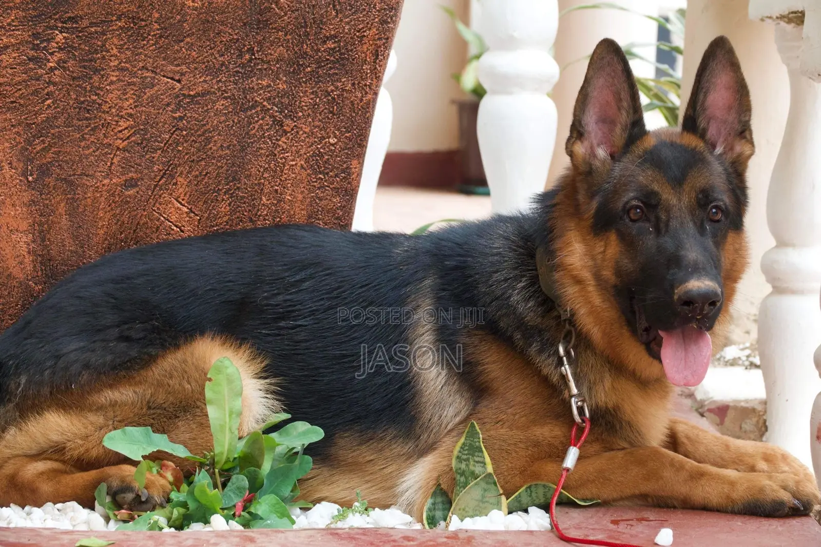 1+ year Female Purebred German Shepherd