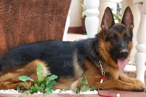 1+ year Female Purebred German Shepherd