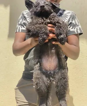 1-3 months Female Purebred German Shepherd