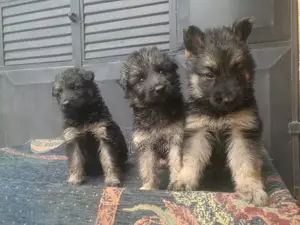 1-3 months Male Purebred German Shepherd