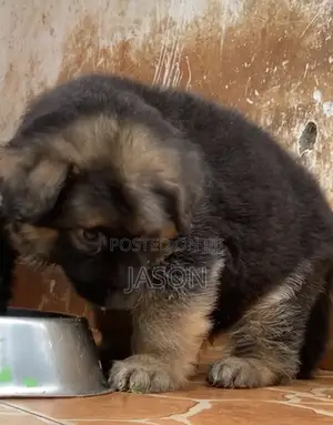 1-3 months Male Purebred German Shepherd