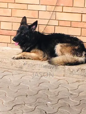 6-12 months Female Purebred German Shepherd