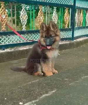 1-3 months Male Purebred German Shepherd