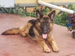 6-12 months Male Purebred German Shepherd