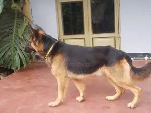 6-12 months Female Purebred German Shepherd
