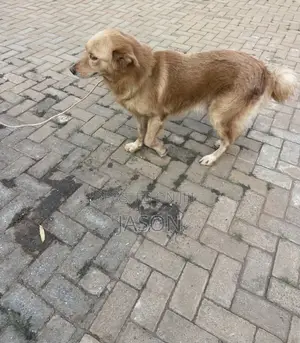 1+ year Male Mixed Breed German Shepherd