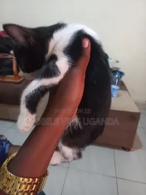 1-3 months Male Purebred Bengal