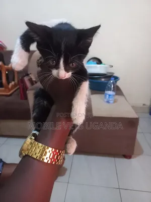 0-1 month Female Purebred Bombay