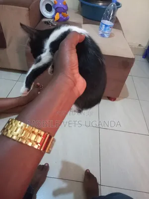 3-6 months Male Purebred Burmilla