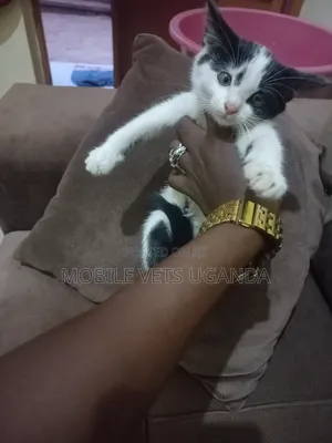 1-3 months Female Purebred Ragdoll