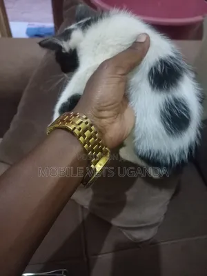 0-1 month Male Purebred Ocicat