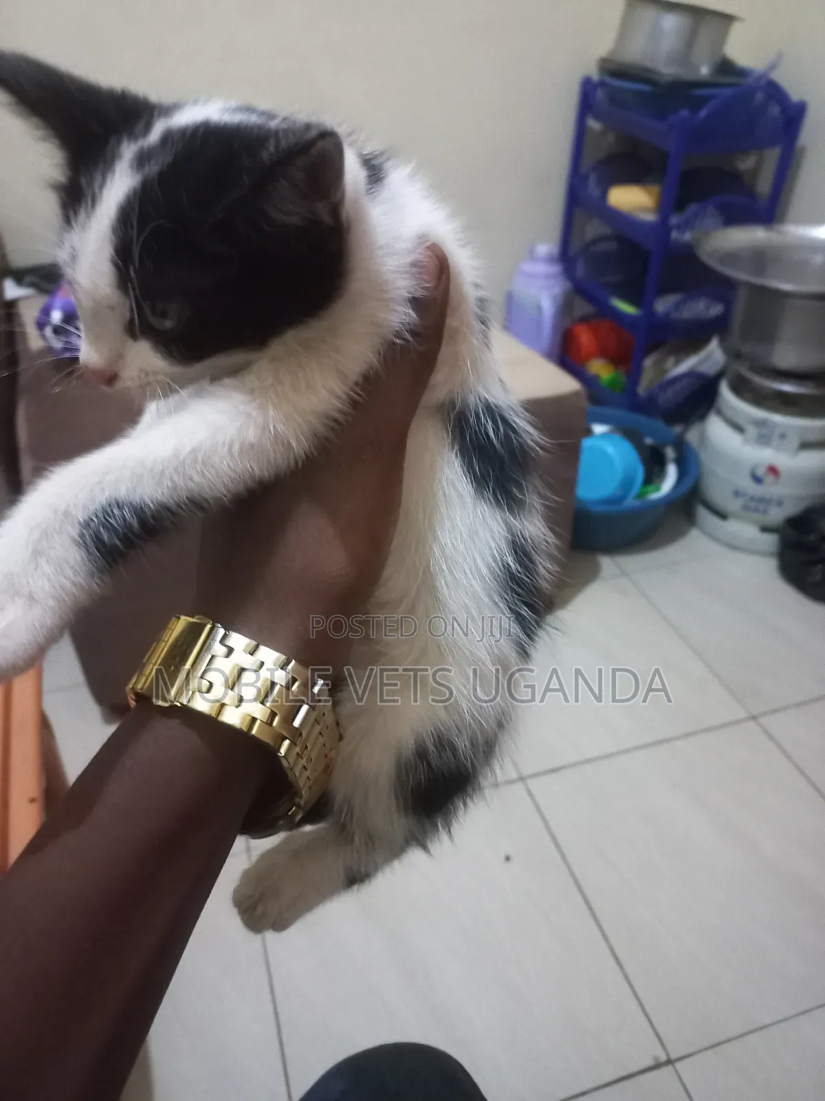1-3 months Female Purebred American Curl