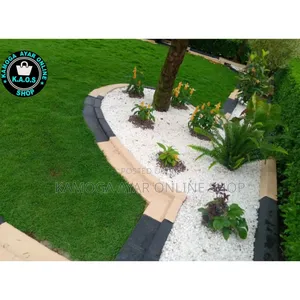 Natural Garden Paspalum Grass, Hybrid Zimbabwe Grass