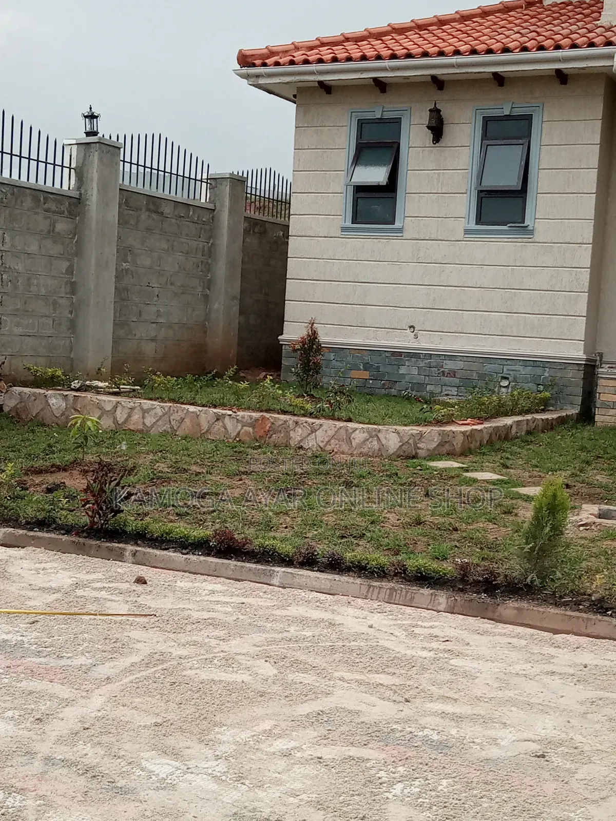 Natural Garden Paspalum Grass, Hybrid Zimbabwe Grass