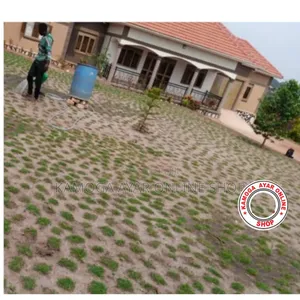 Cute Paspalum Grass/Natural Grass