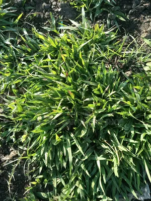 Garden Natural Grass /Paspalum Grass