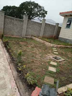 Garden Natural Grass /Paspalum Grass