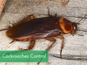 Cockroach Control Service.