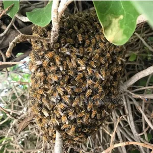 Bee Swam / Bees Killer.