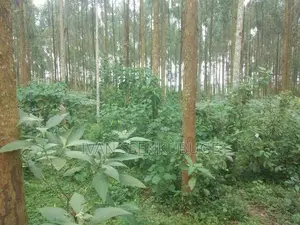 Land for Sale in Kyenjojo