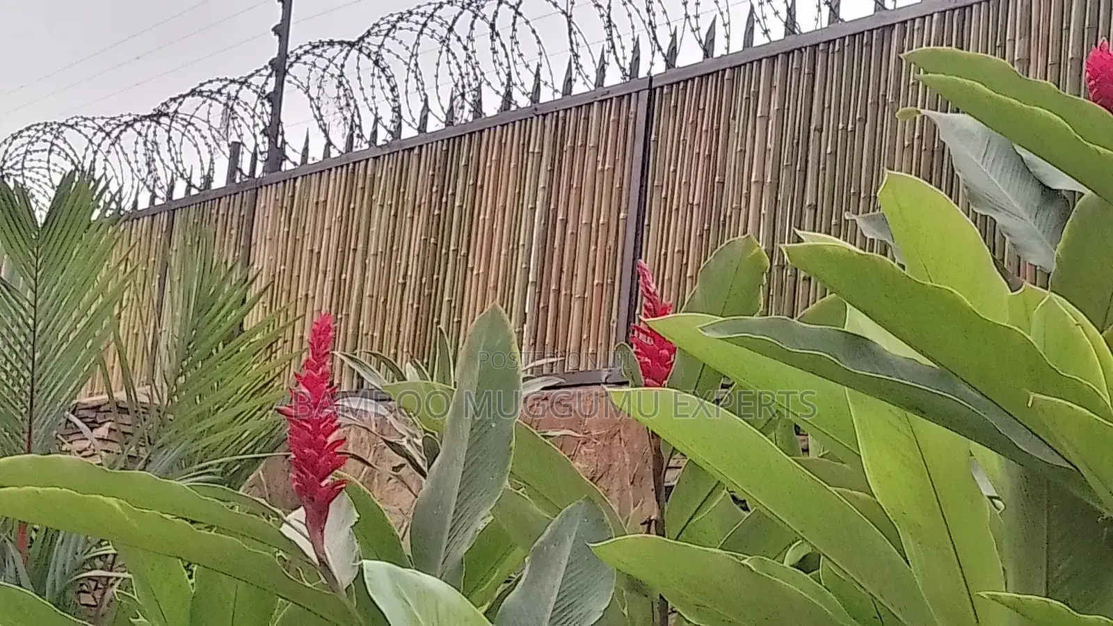 Bamboo Terrace