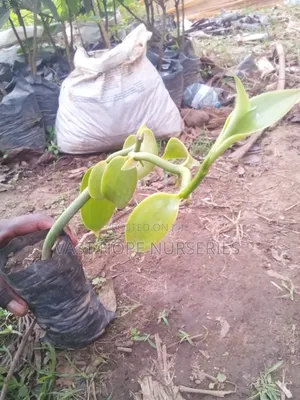 Vanilla Seedlings