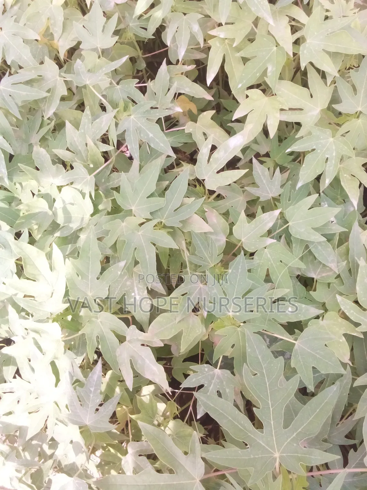 Pawpaw Seedlings