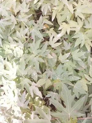 Pawpaw Seedlings