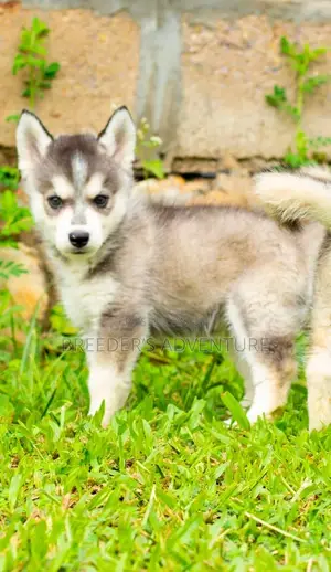 1-3 months Male Purebred Siberian Husky