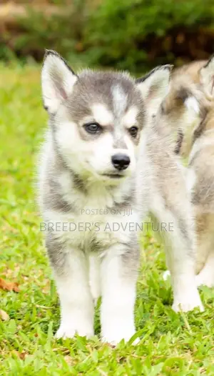 1-3 months Male Purebred Siberian Husky