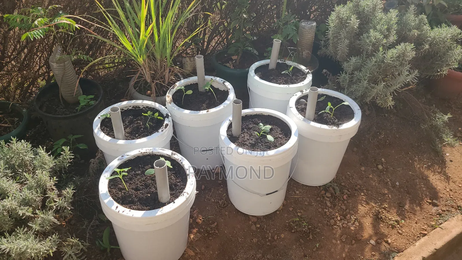 Self Watering Pots