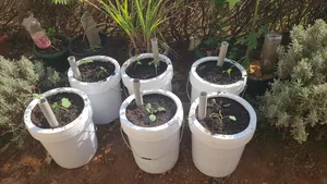 Self Watering Pots