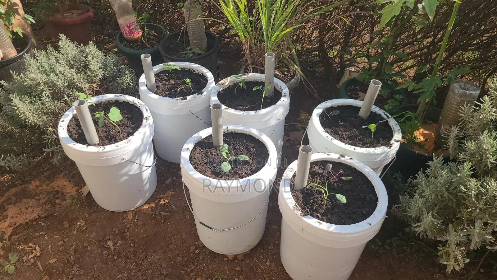 Self Watering Pots
