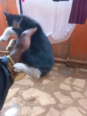 3-6 months Female Purebred Javanese