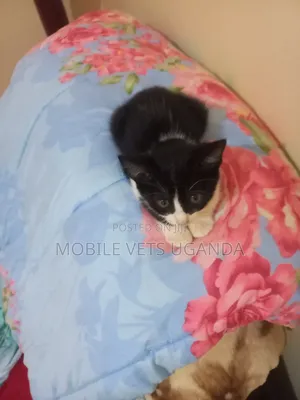 3-6 months Female Purebred American Wirehair