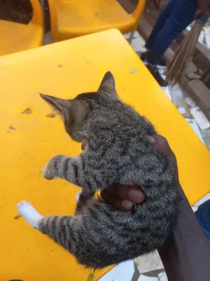 1-3 months Male Purebred American Bobtail