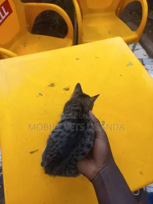 3-6 months Female Purebred American Curl