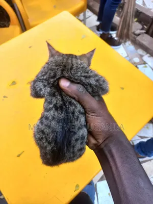 3-6 months Female Purebred American Curl