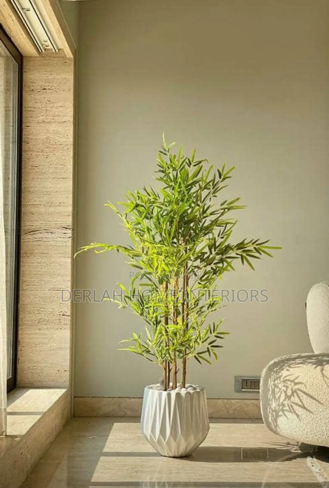 Us Imported Bambo Plant